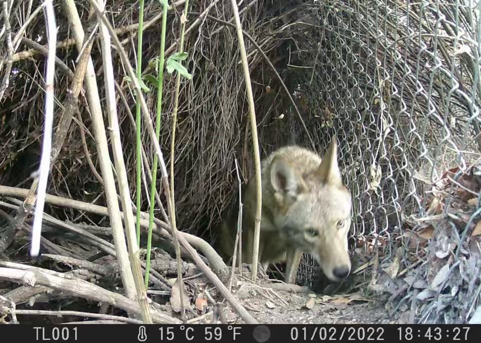Load video: Coyote walking through a bush.